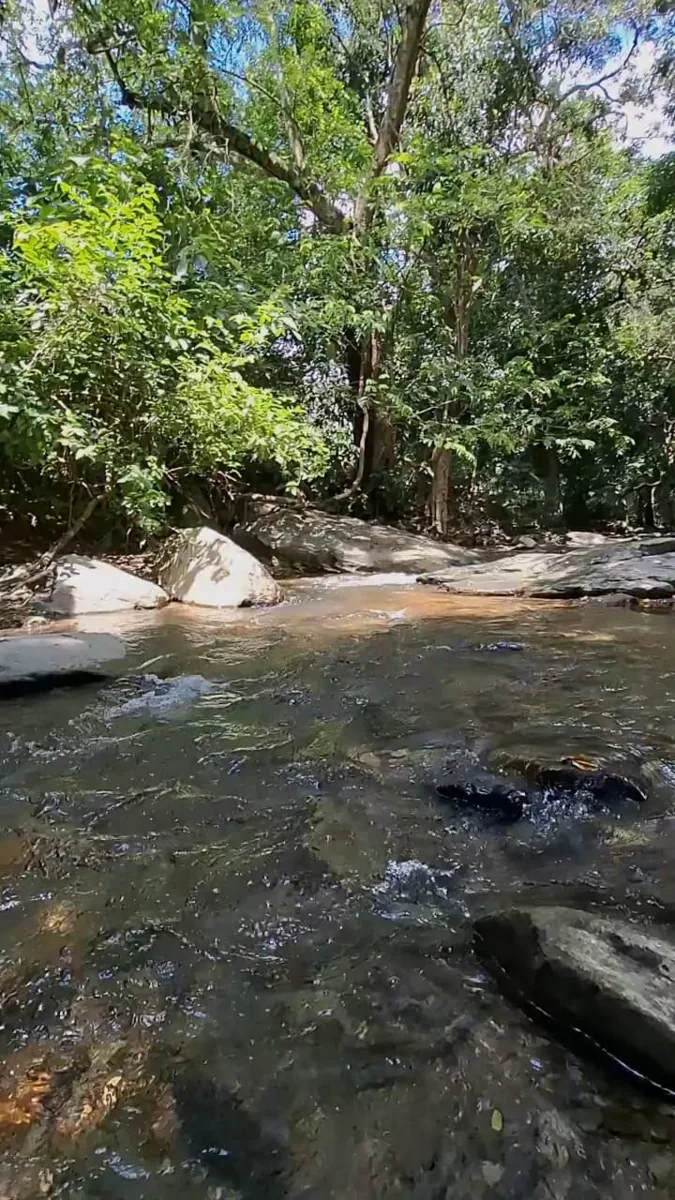 Río de aguas claras rodeado de árboles en Campamento Ilusión